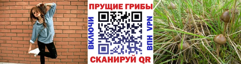 наркошоп  Красногорск  Псилоцибиновые грибы мухоморы 